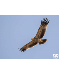 گونه عقاب شاهی Eastern Imperial Eagle